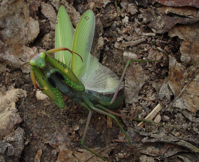 Piacere di conoscerti - Mantis religiosa